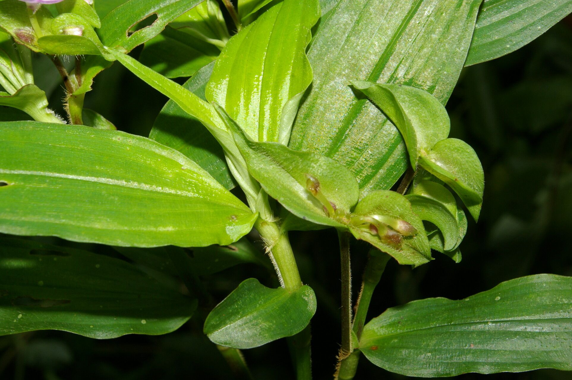 Tradescantia poelliae — search result for 'Tradescantia'