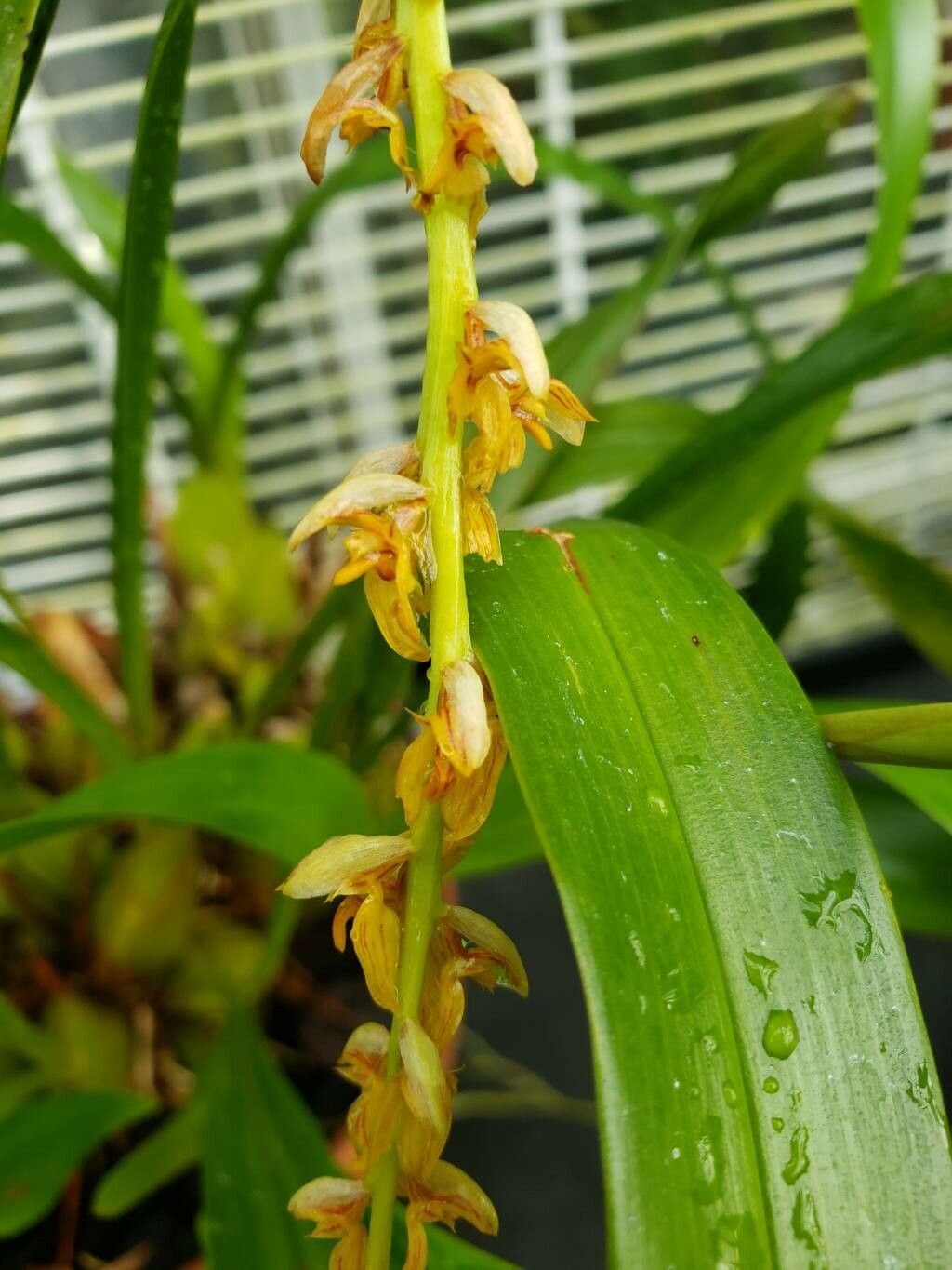 Bulbophyllum rufinum flower