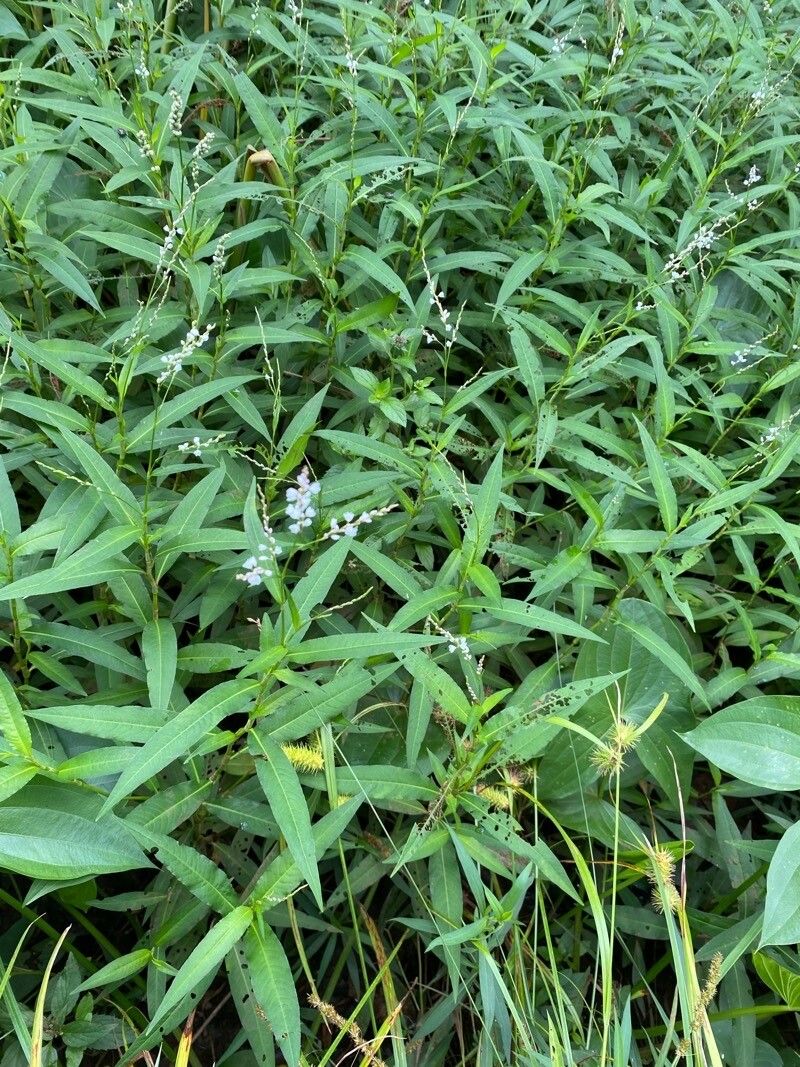 Persicaria hydropiperoides — houseplant care guide