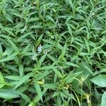 Persicaria hydropiperoides