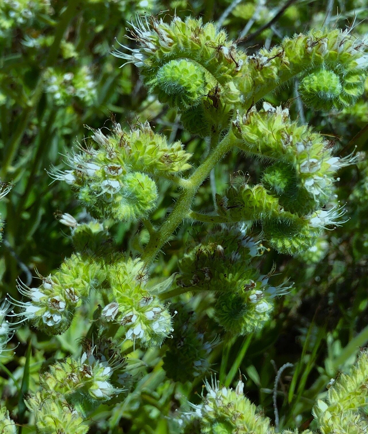 Phacelia heterophylla flower