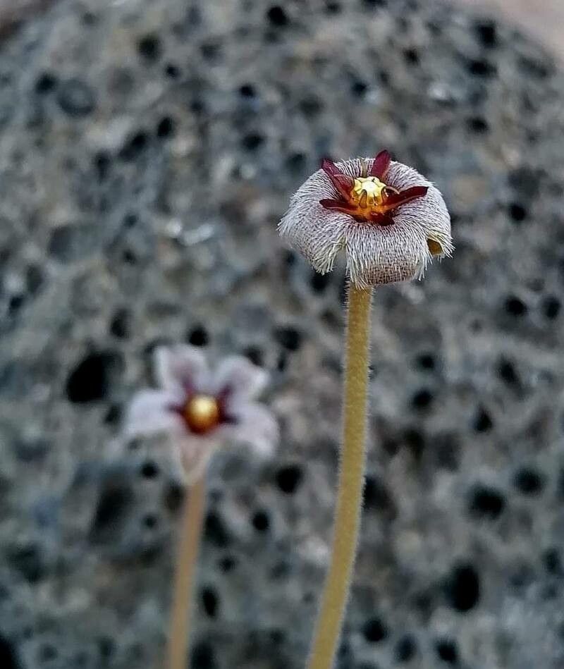 Stapelia erectiflora — houseplant care guide