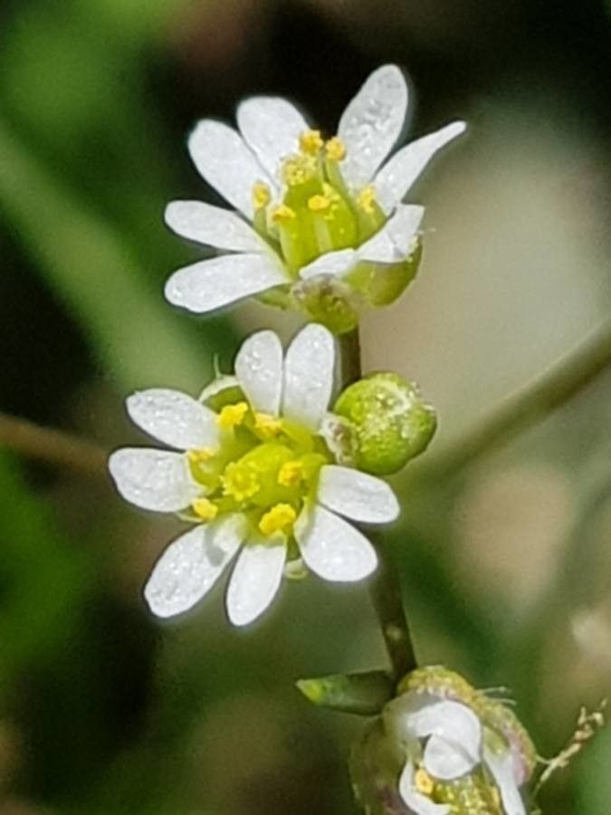Erophila verna flower