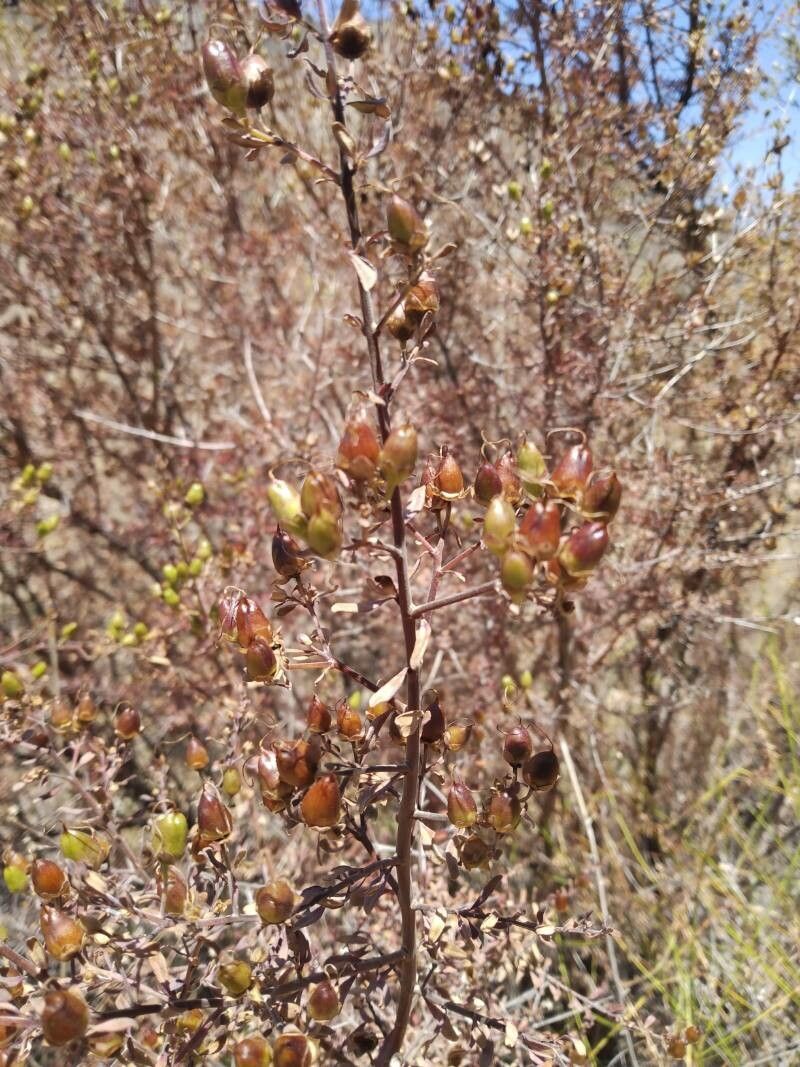 Keckiella cordifolia flower