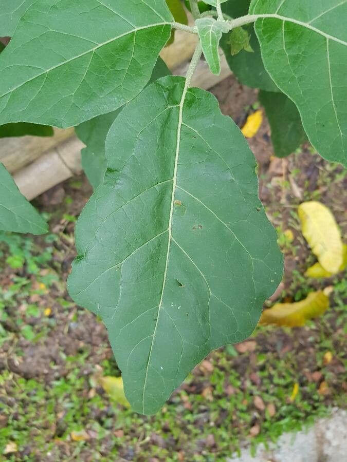 Solanum aethiopicum leaf