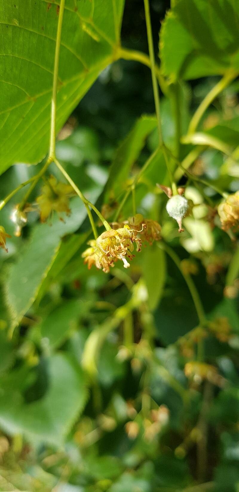 Tilia dasystyla flower