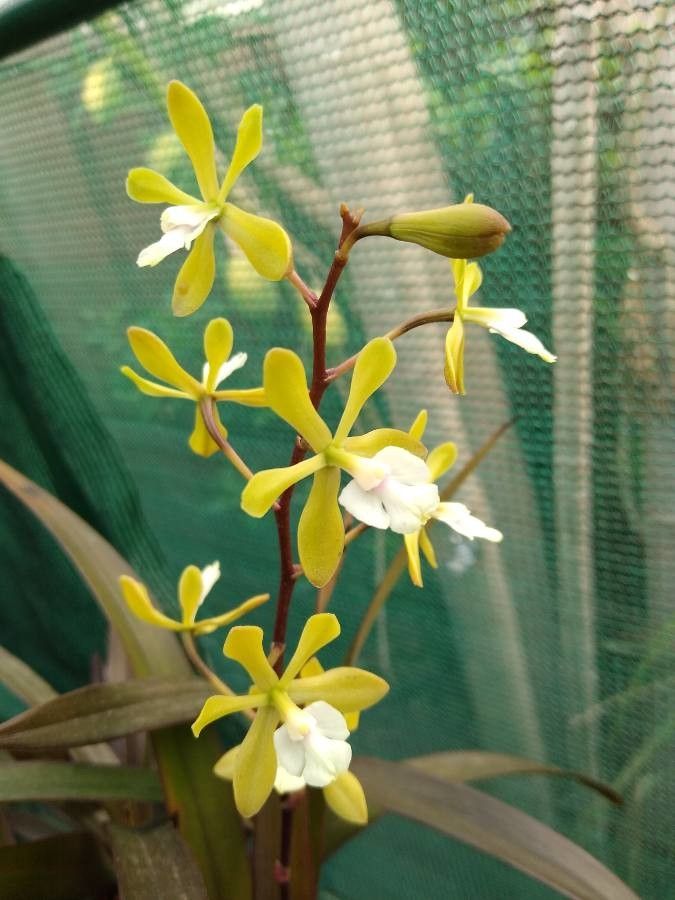 Epidendrum paniculatum — search result for 'Epidendrum'