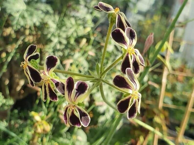 Pelargonium lobatum — houseplant care guide