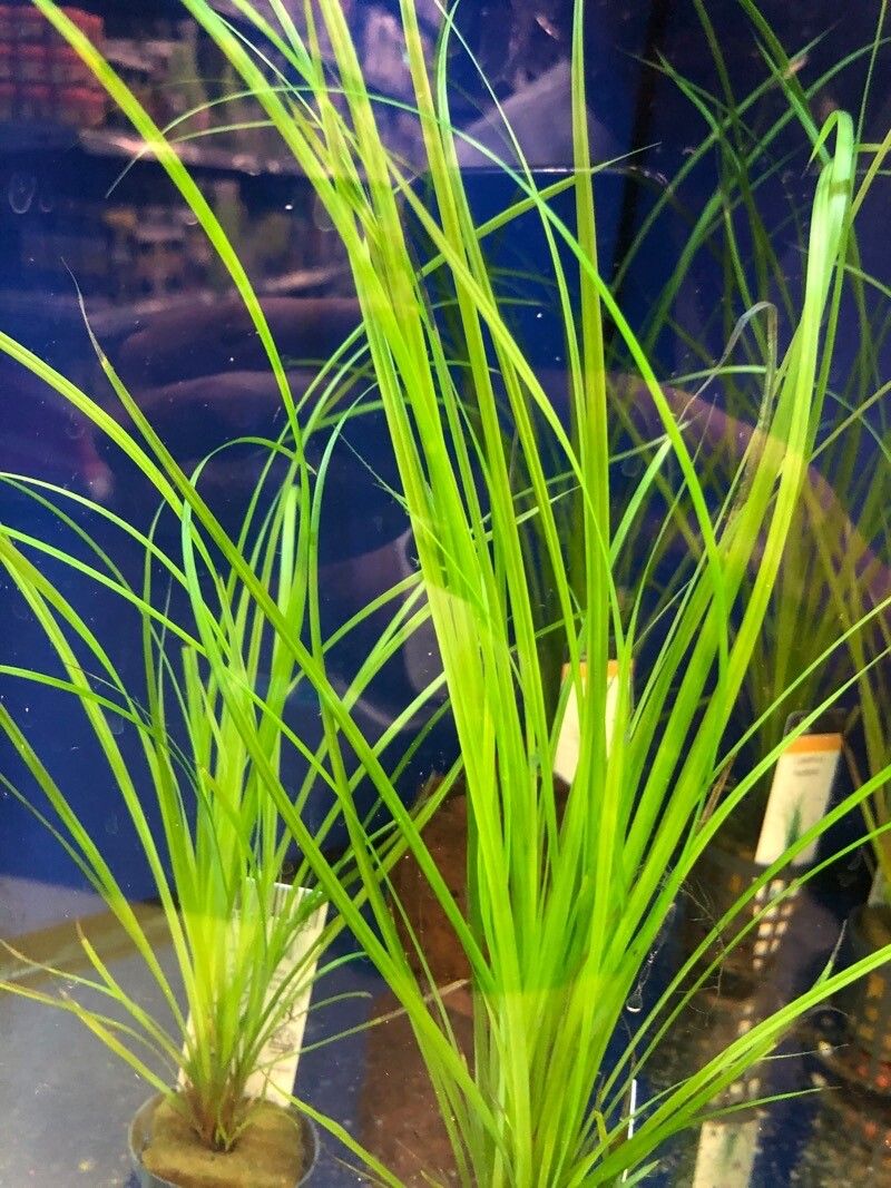 Cyperus helferi — search result for 'Cyperus'