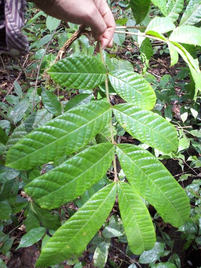 Guarea michel-moddei — houseplant care guide