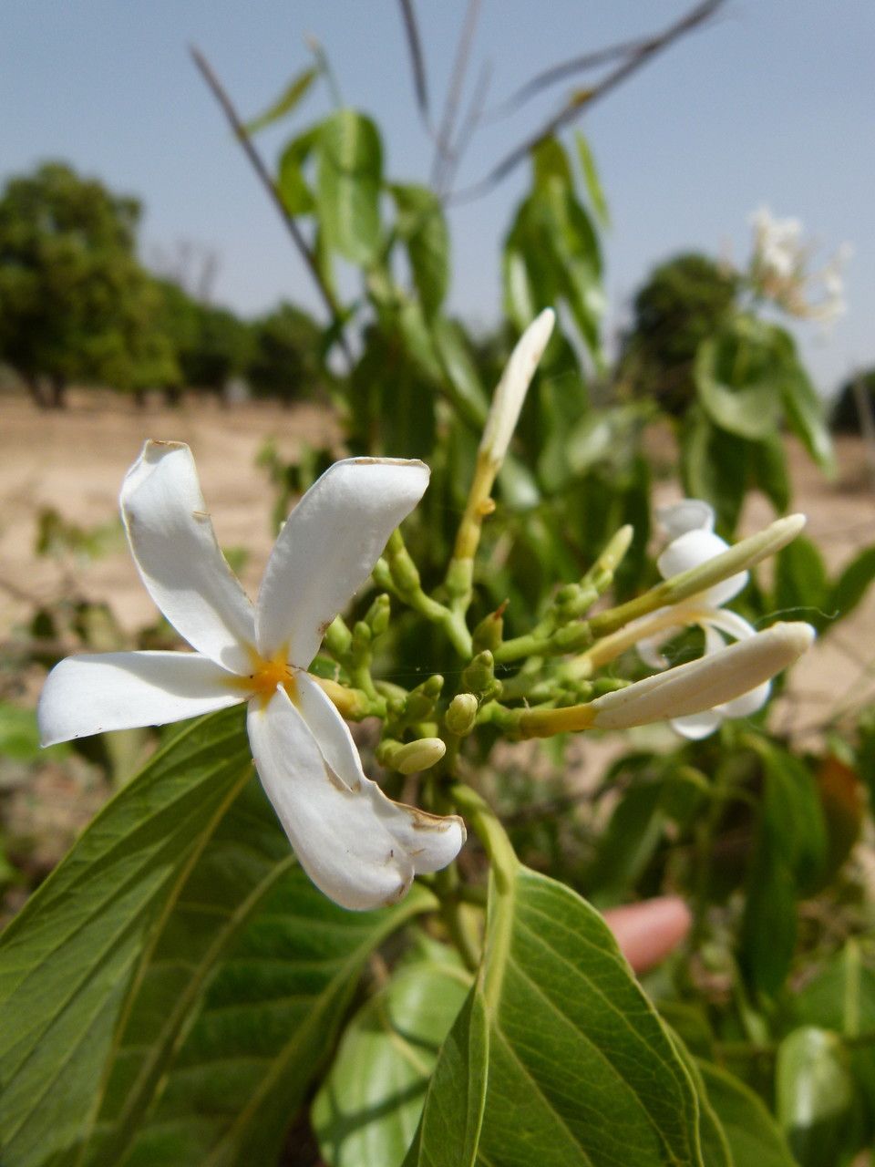 Holarrhena floribunda flower