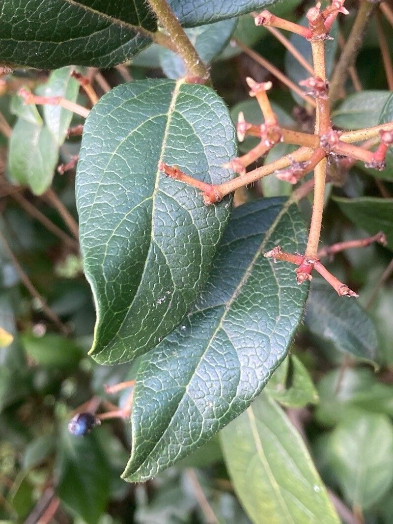 Viburnum rugosum leaf