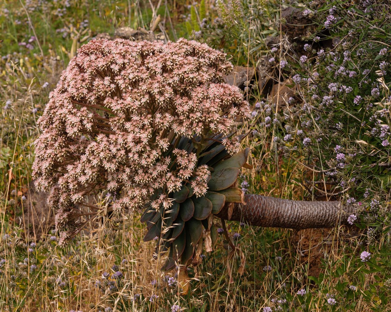 Aeonium appendiculatum flower
