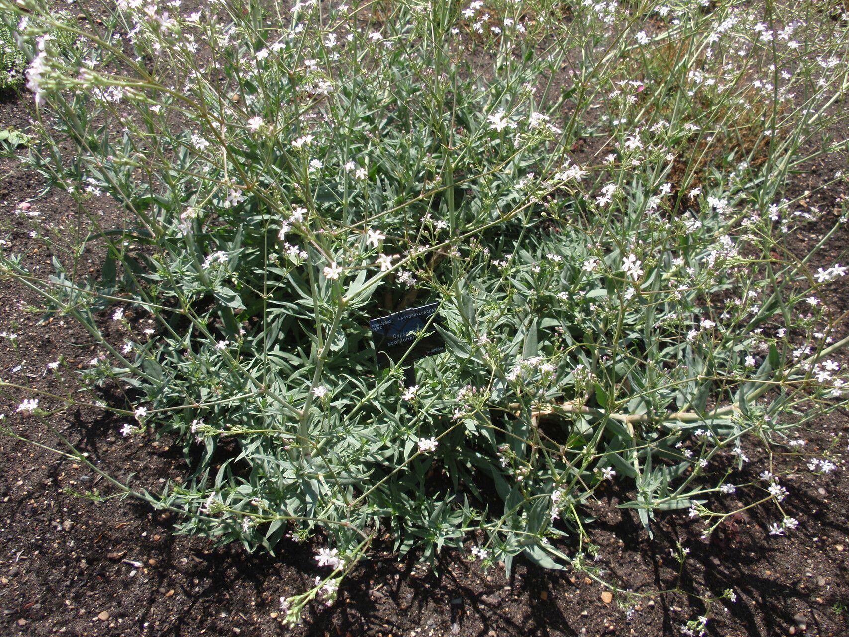 Gypsophila scorzonerifolia habit