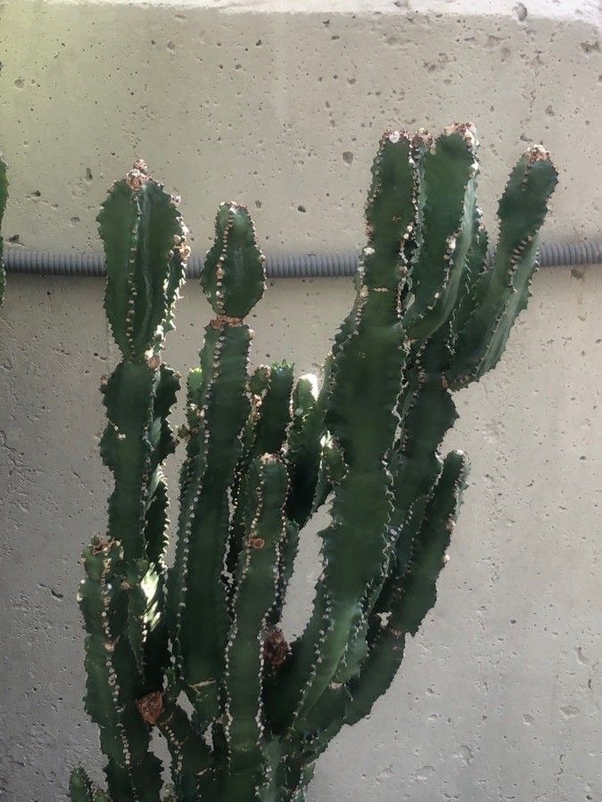 Euphorbia atrox — houseplant care guide