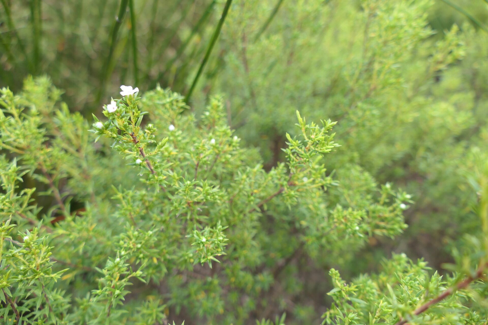Coleonema album leaf