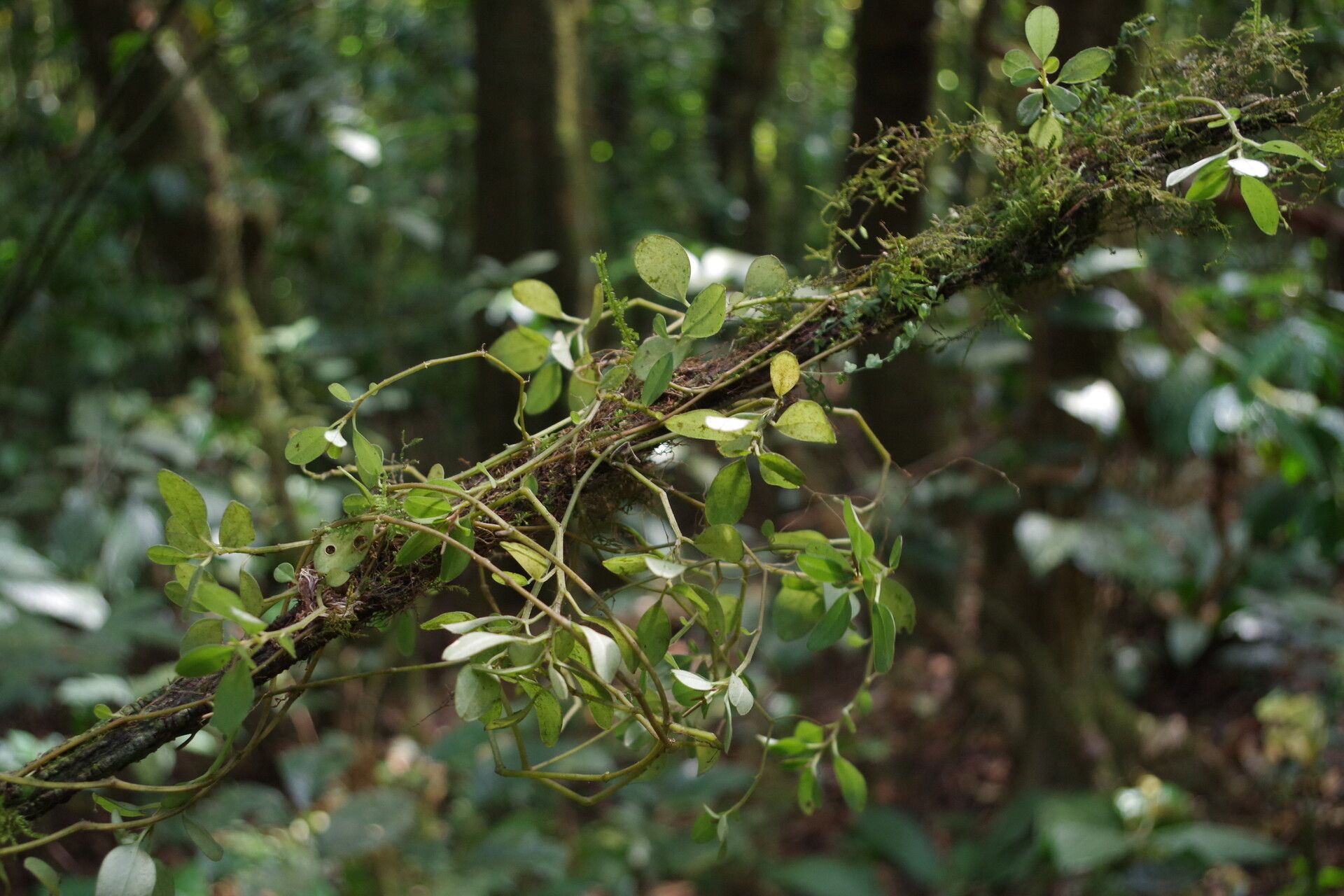 Peperomia thomeana habit