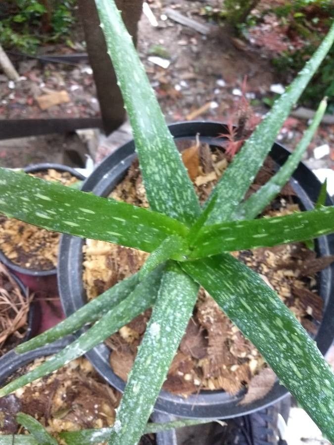 Aloe camperi habit