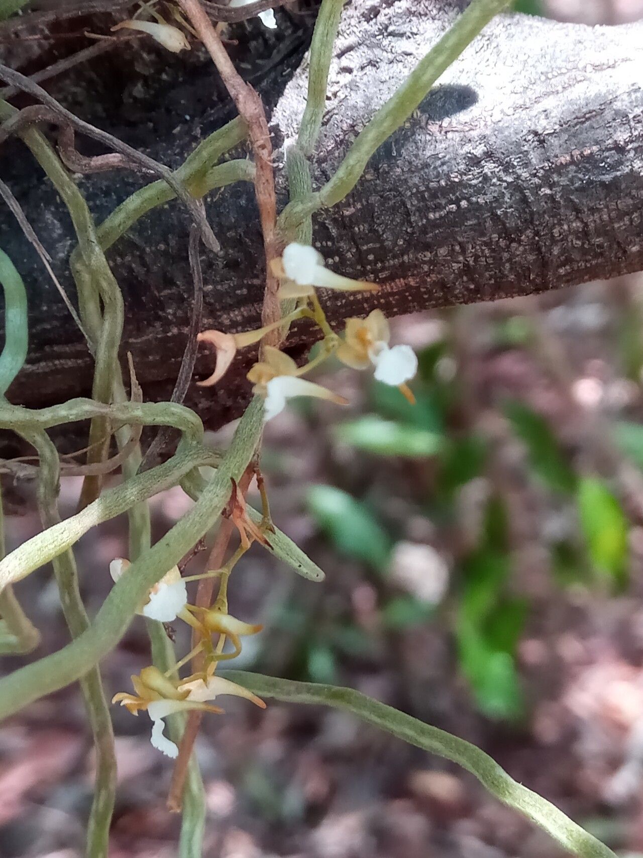 Microcoelia cornuta — related species from the same genus