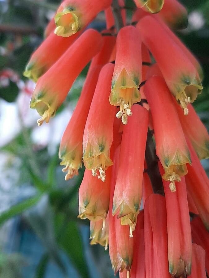 Aloe ciliaris flower