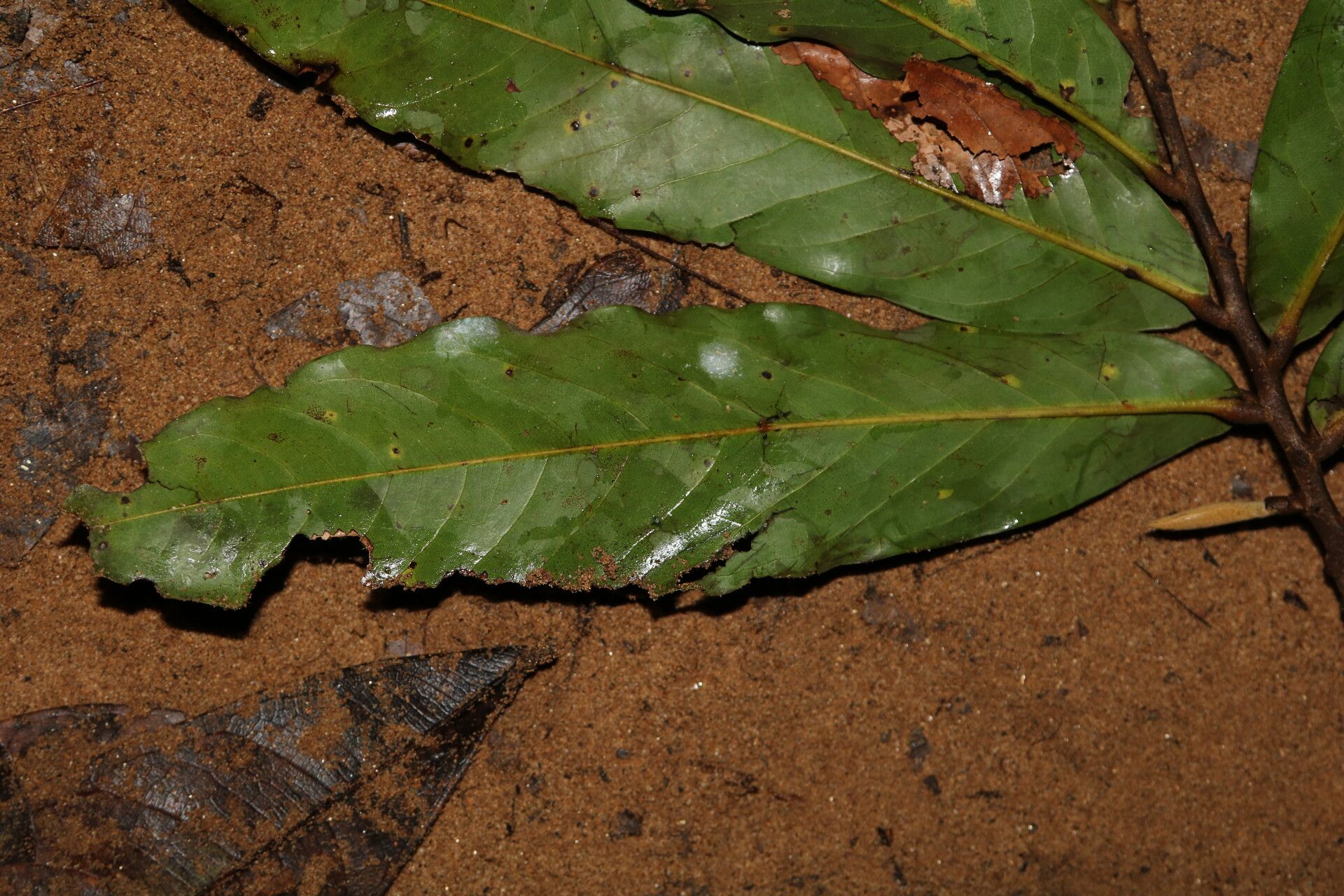 Duguetia staudtii — houseplant care guide