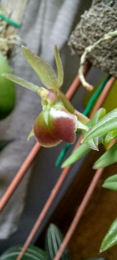 Epidendrum porpax flower