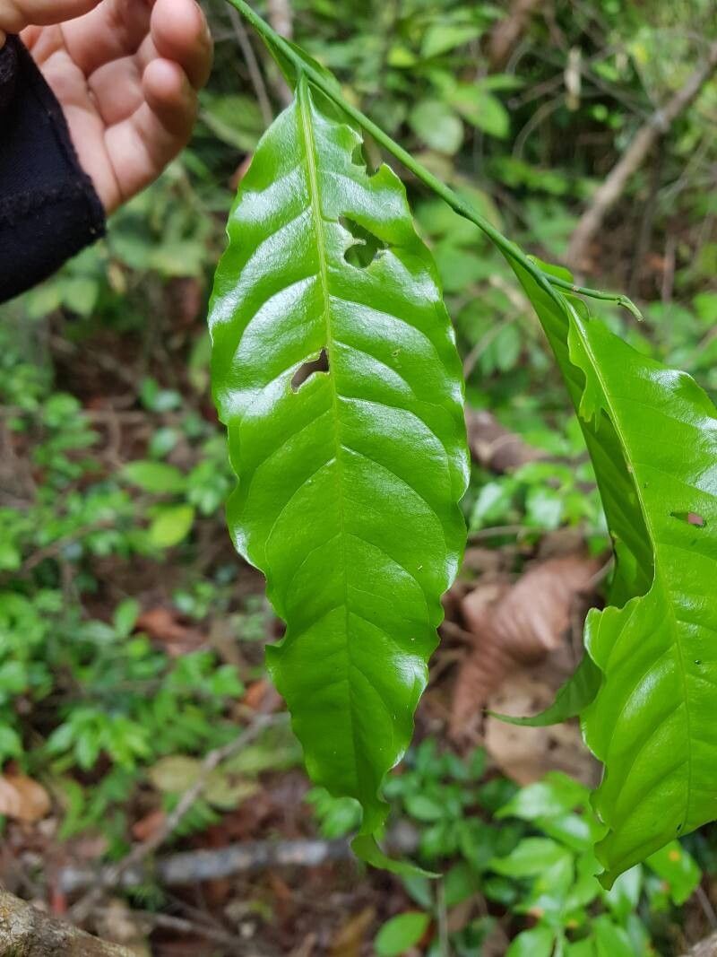 Lecythis mesophylla — houseplant care guide