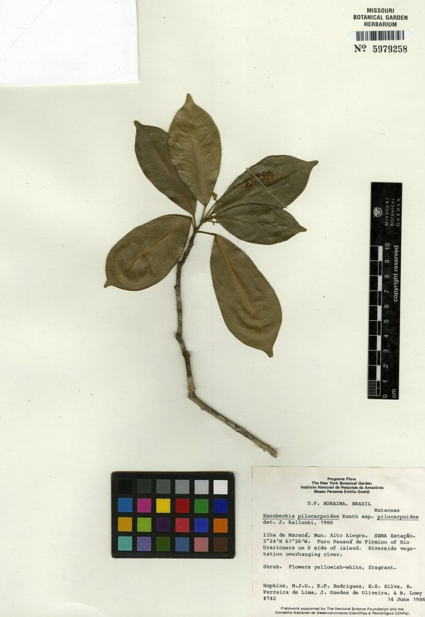 Esenbeckia pilocarpoides — search result for 'Esenbeckia'