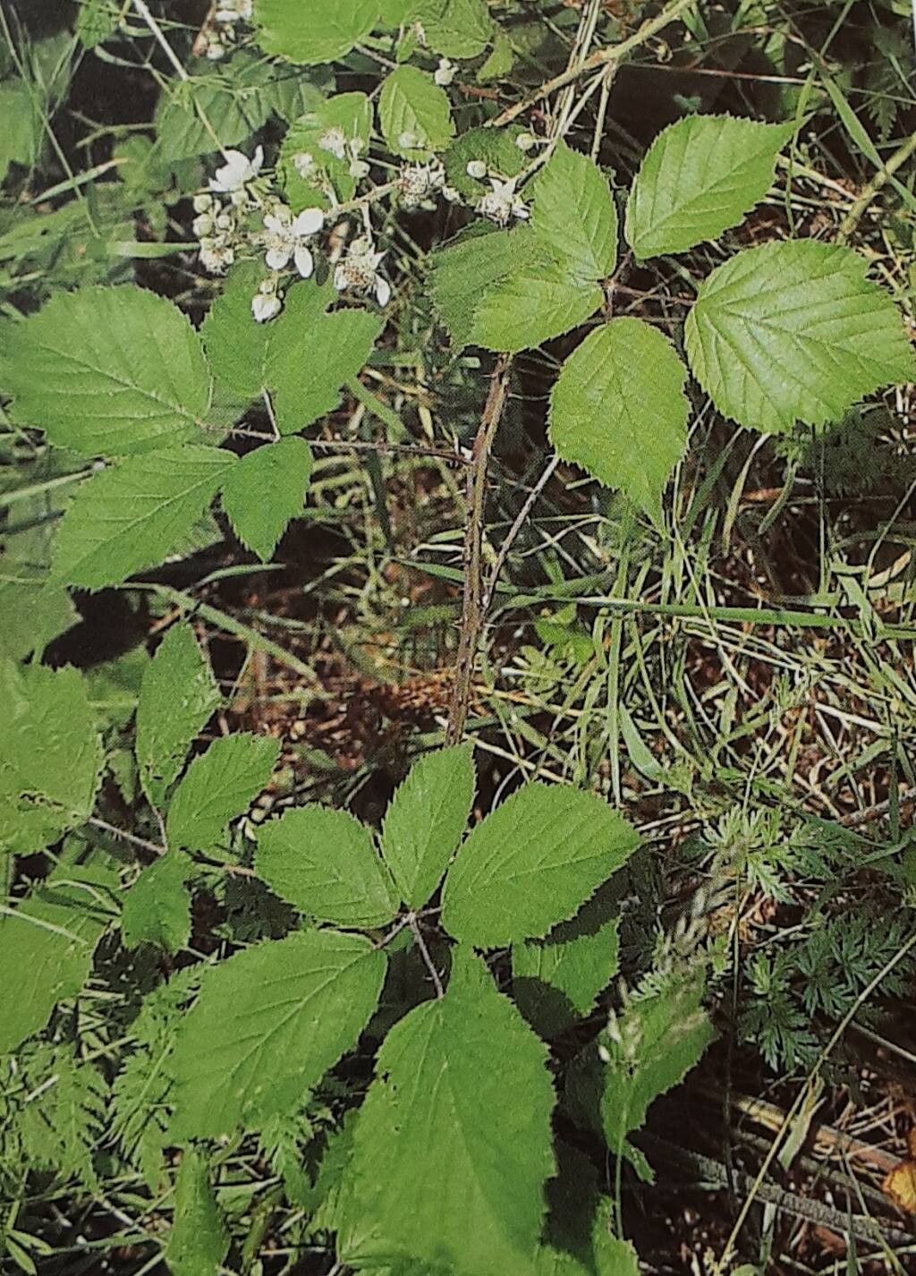 Rubus leptothyrsos — houseplant care guide