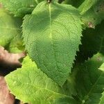 Platycodon grandiflorus