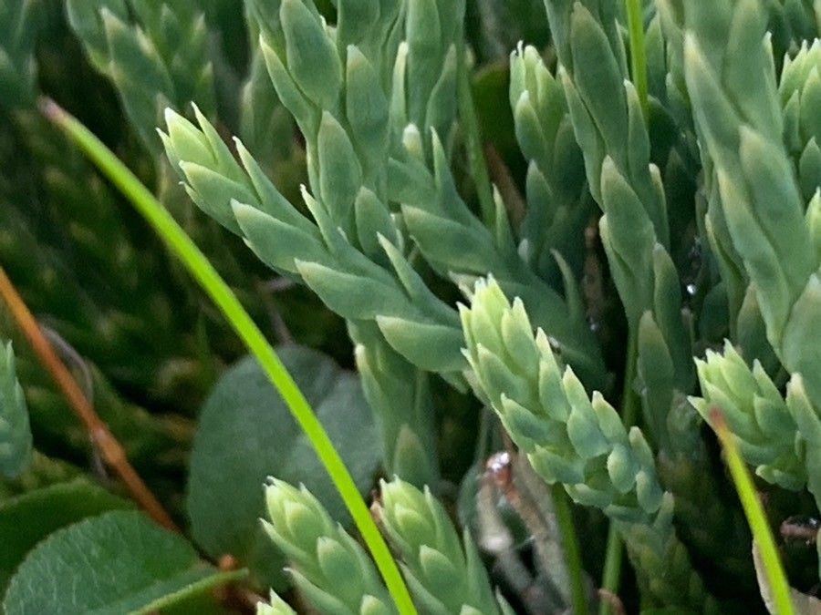 Lycopodium alpinum leaf
