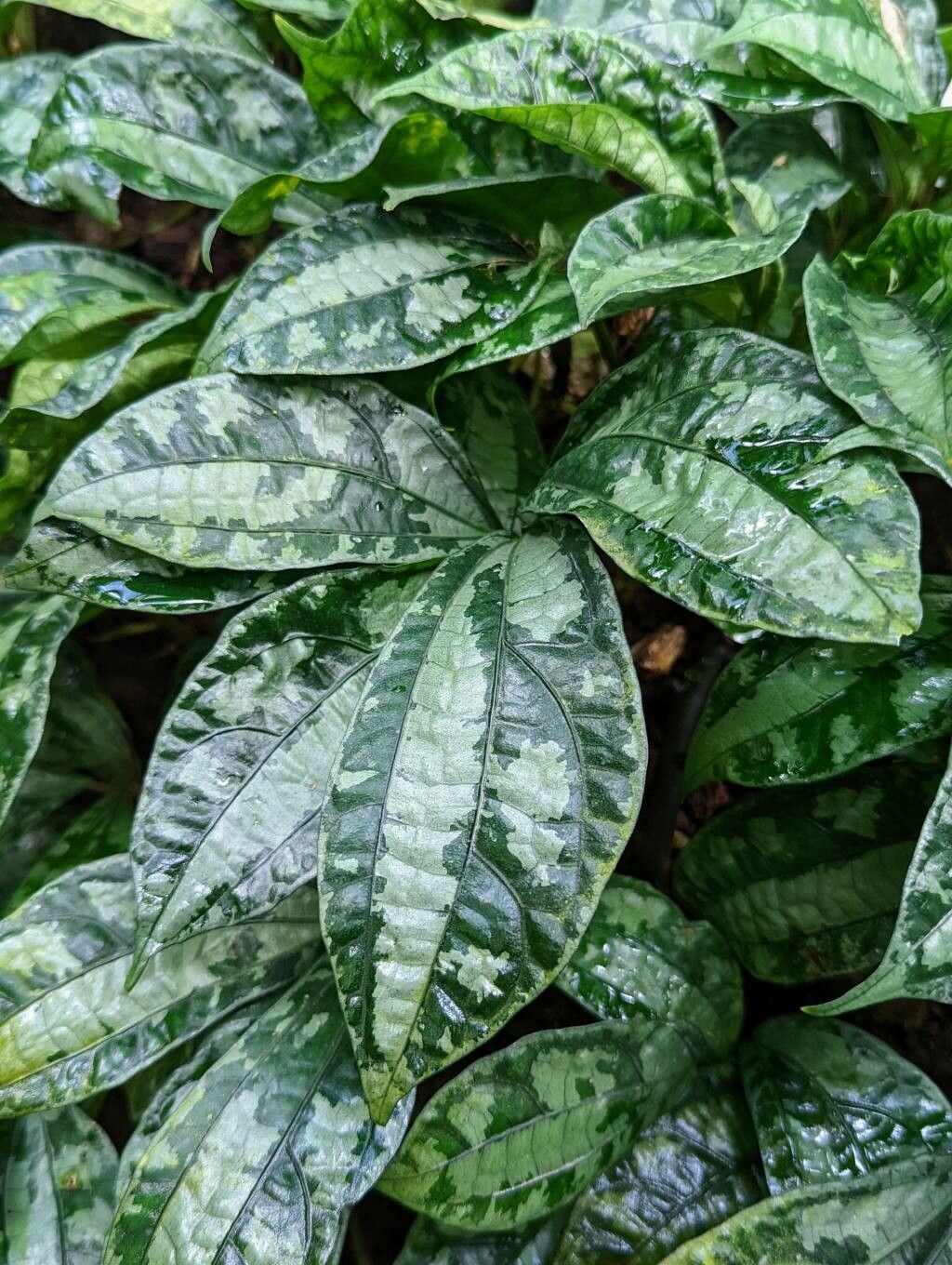 Pellionia latifolia — related species from the same genus