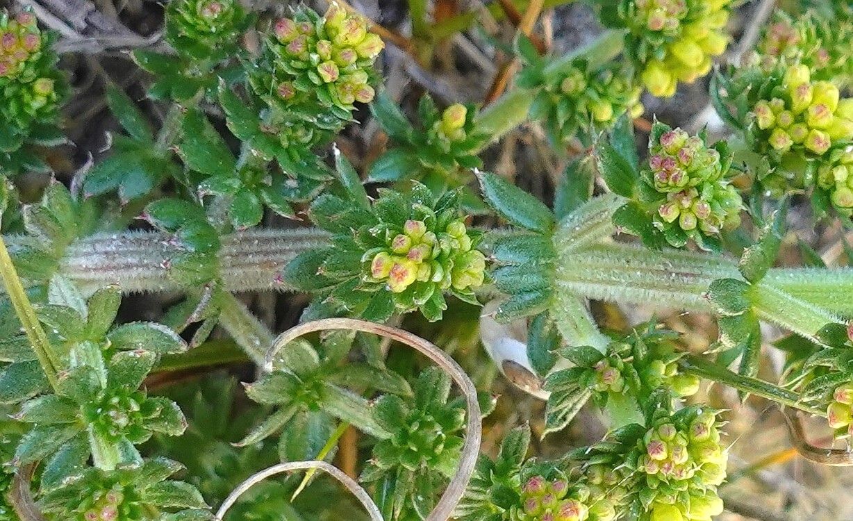Galium arenarium bark