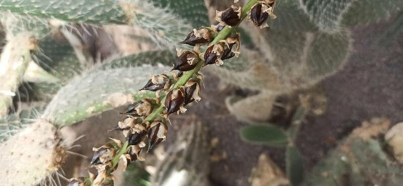 Hechtia epigyna fruit