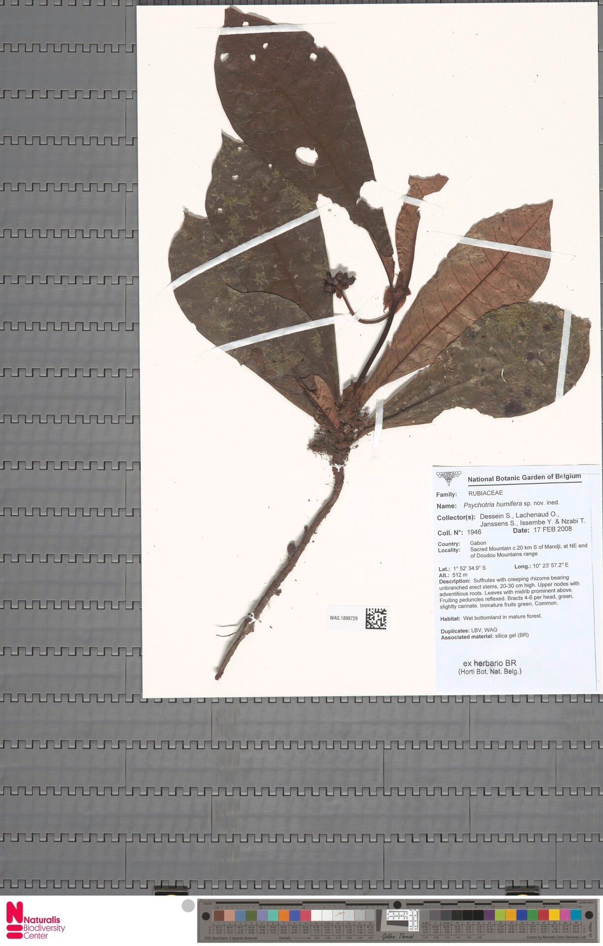 Psychotria humifera — houseplant care guide