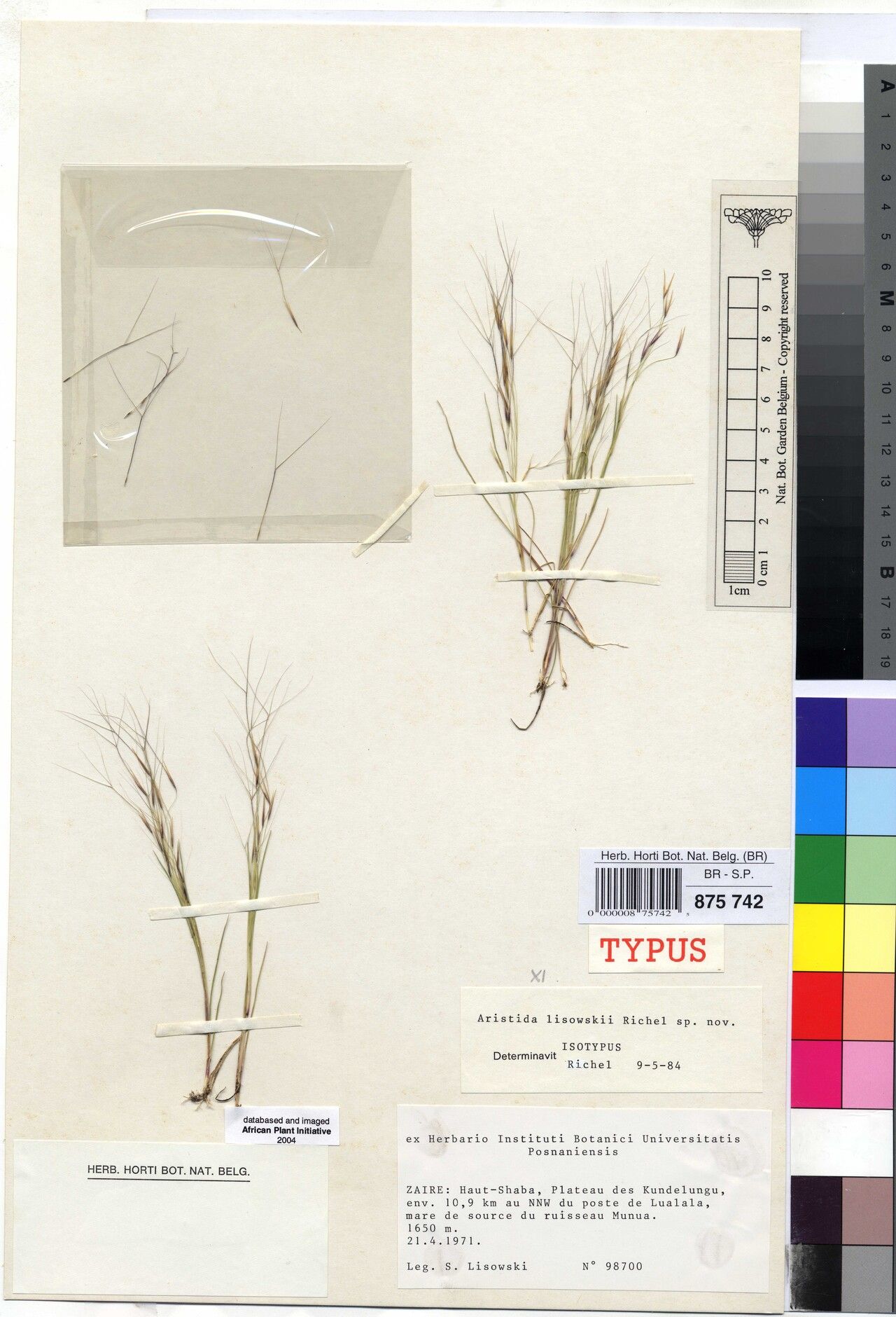 Aristida lisowskii — search result for 'Aristida'