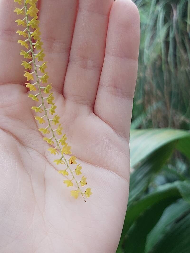 Coelogyne microchila leaf