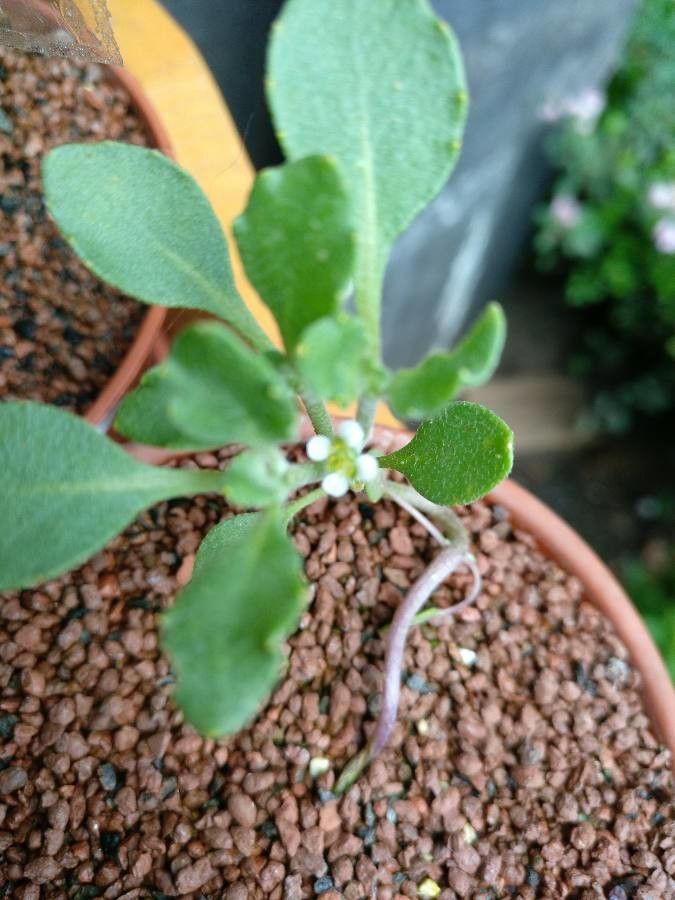 Euclidium syriacum — houseplant care guide