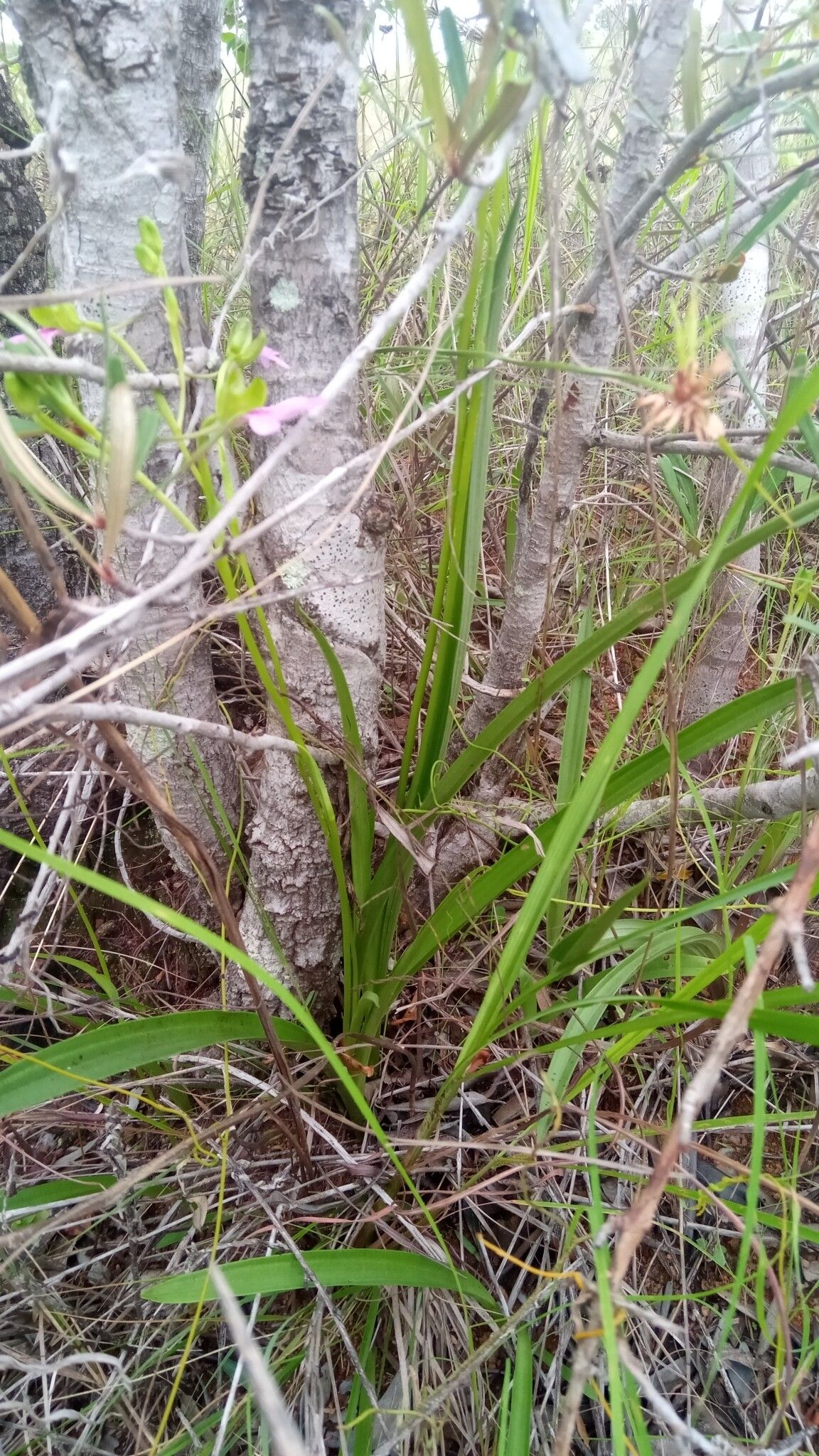 Cynorkis speciosa habit