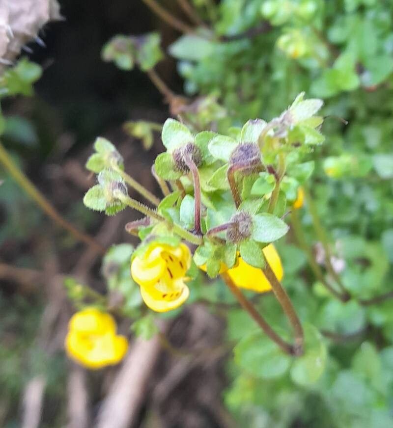 Calceolaria tenella other