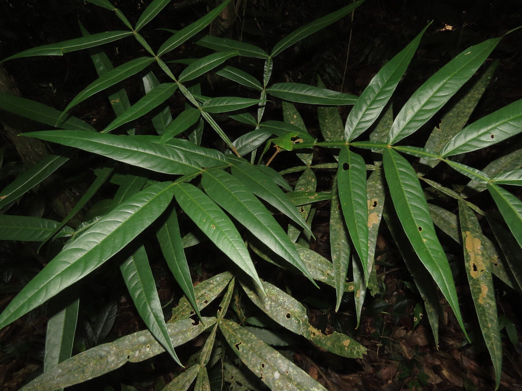 Inga acuminata leaf