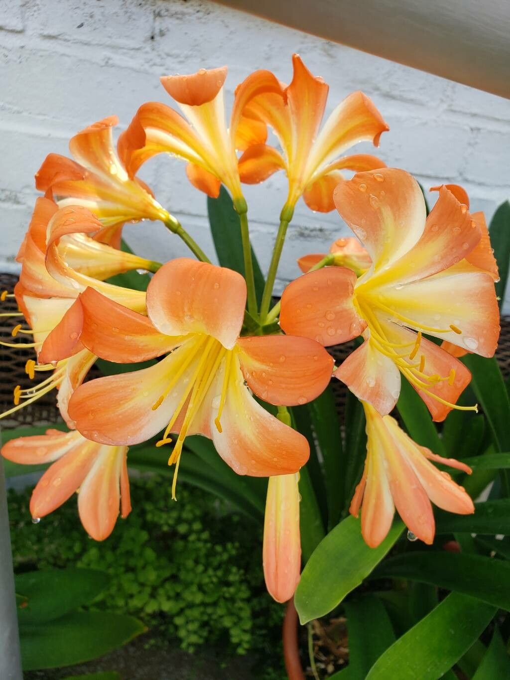 Clivia spp. flower
