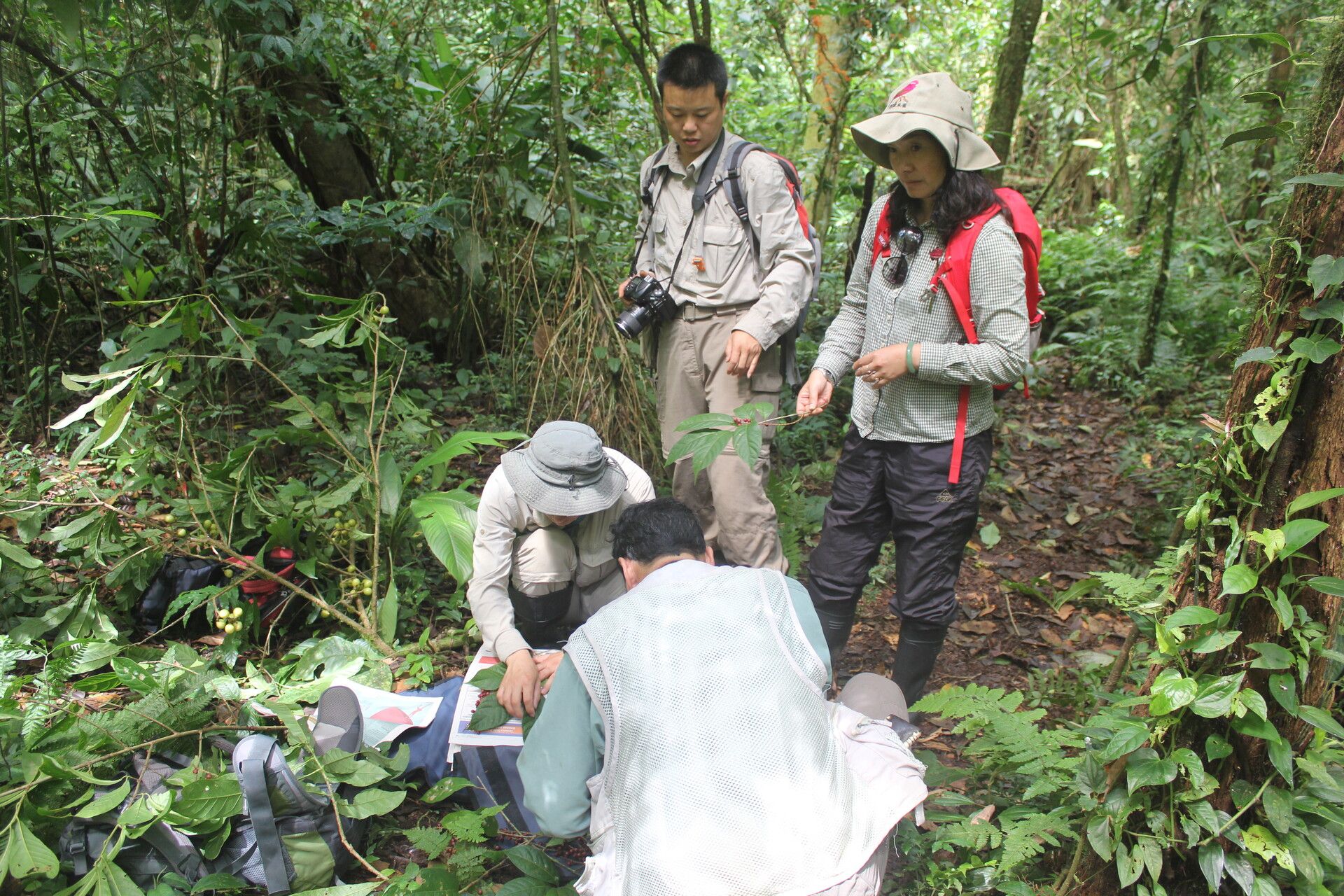 Coccoloba porphyrostachys other