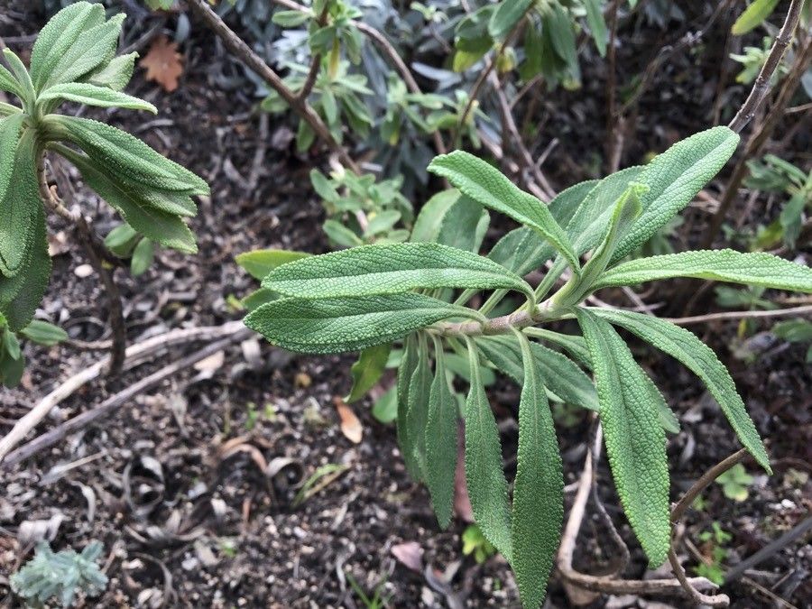 Salvia mellifera — herb houseplant