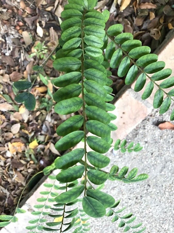 Sophora microphylla — search result for 'Sophora'