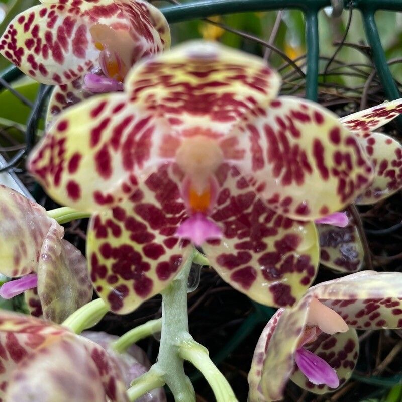 Phalaenopsis gigantea flower