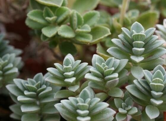 Coleus argentifolius — search result for 'Coleus'