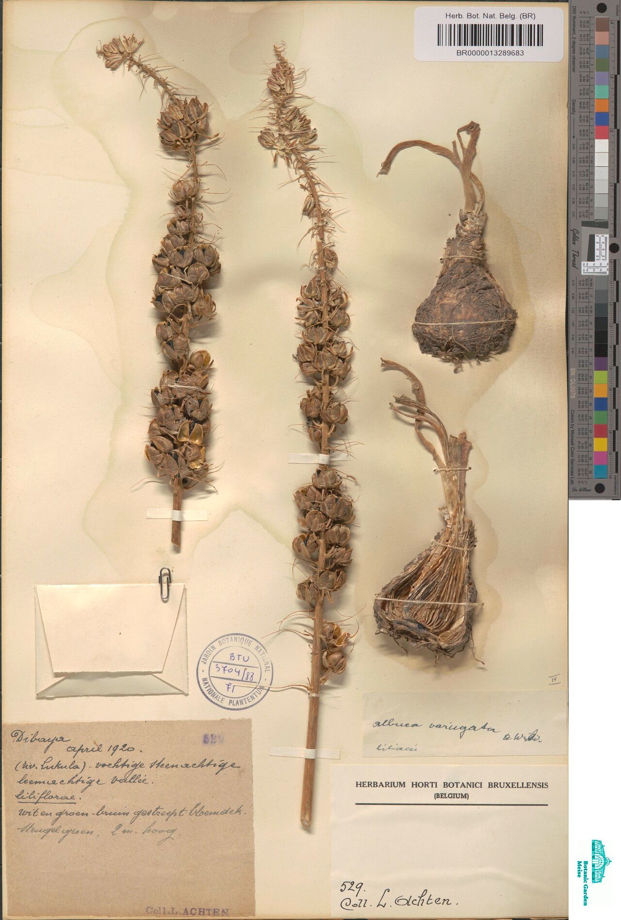 Albuca variegata — houseplant care guide