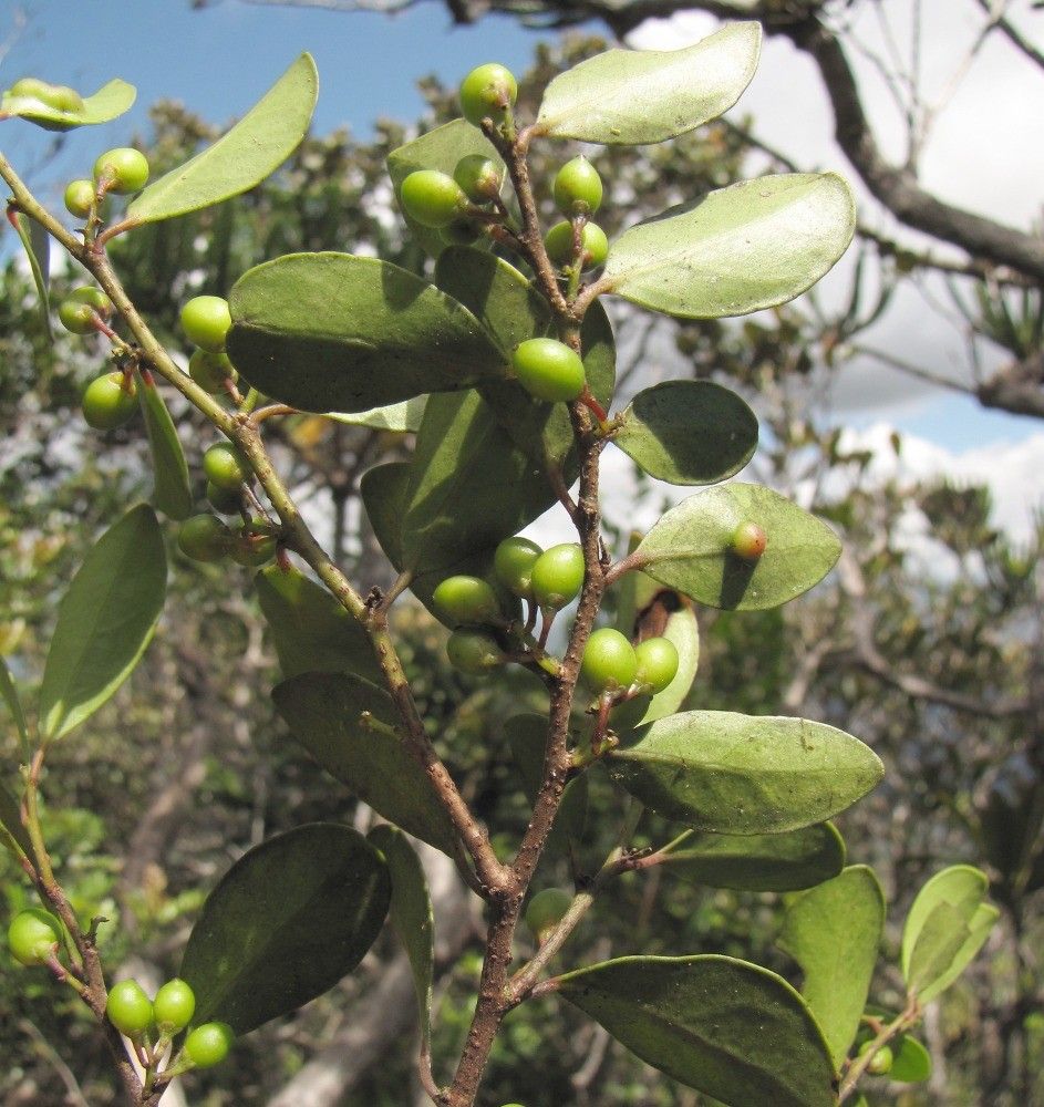 Xylosma molesta habit