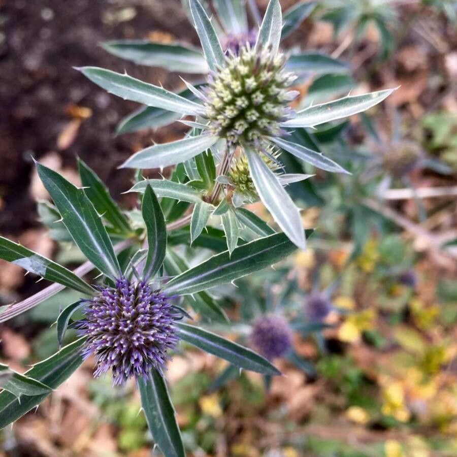 Eryngium campestre flower